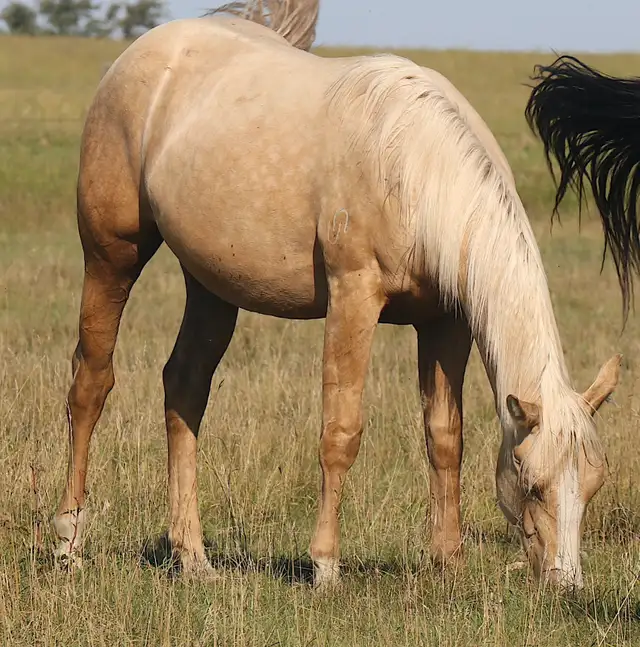 All 4 of Doc Bar's Best