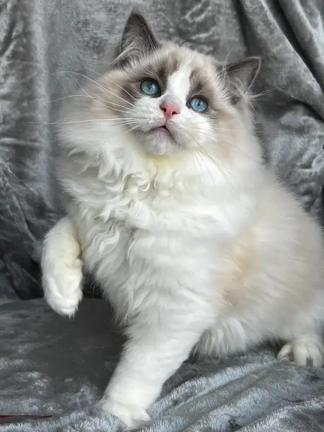 Blue bicolor Ragdoll male available as a companion!