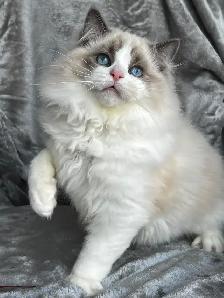Blue bicolor Ragdoll male available as a companion!