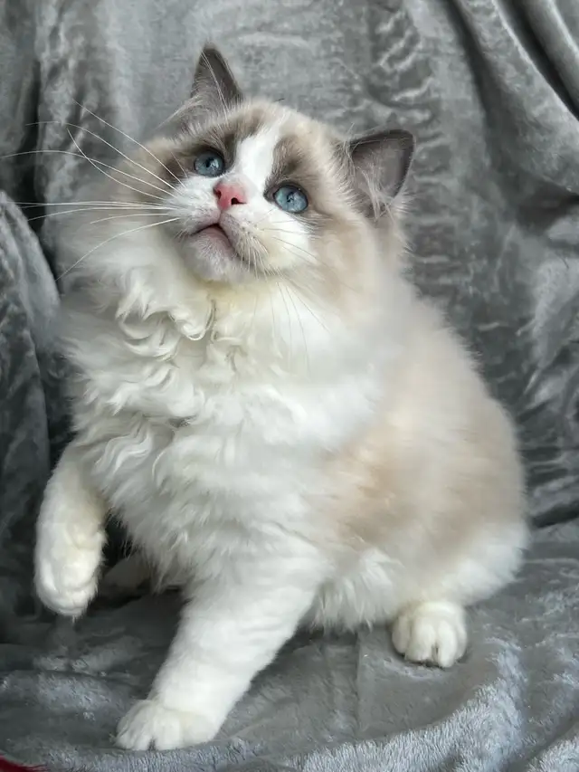 Blue bicolor Ragdoll male available as a companion! - Photo 2