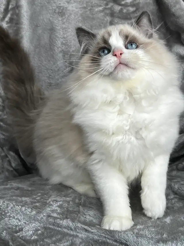 Blue bicolor Ragdoll male available as a companion! - Photo 3