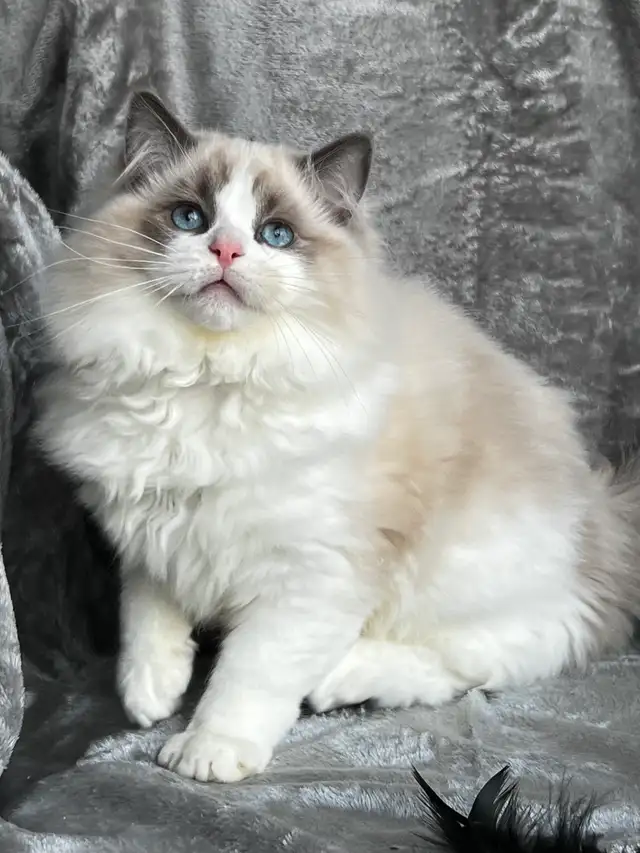 Blue bicolor Ragdoll male available as a companion! - Photo 4