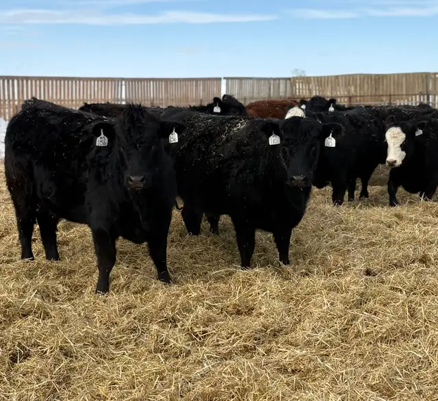 May/June calving Heifers