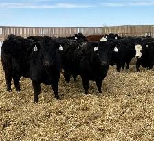 May/June calving Heifers