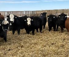 May/June calving Heifers - Photo 2