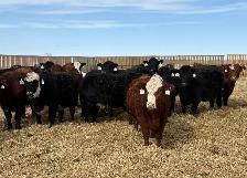 May/June calving Heifers - Photo 3