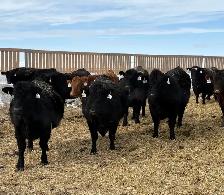 May/June calving Heifers - Photo 4