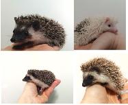 ♥Baby BOY hedgehogs!Delivery habitats inclusions -&gt.