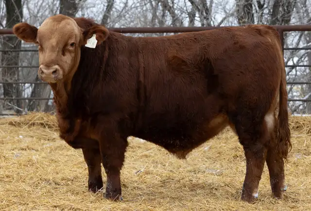Gelbvieh Yearling  Bulls