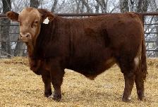 Gelbvieh Yearling  Bulls