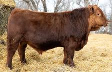 Gelbvieh Yearling  Bulls - Photo 2