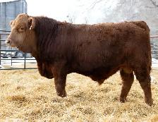 Gelbvieh Yearling  Bulls - Photo 3