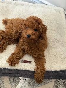 Red Mini Poodle Puppy