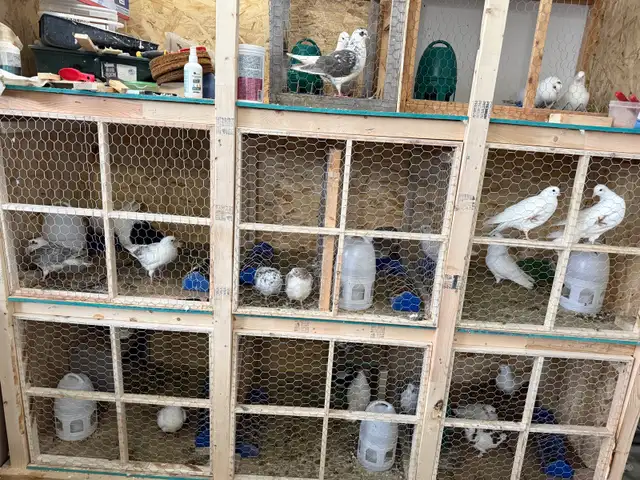 all pigeons for sale