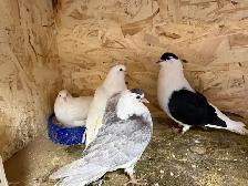 all pigeons for sale - Photo 3