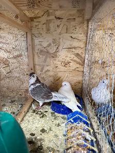 all pigeons for sale - Photo 4