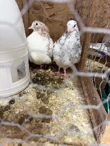 all pigeons for sale - Photo 7