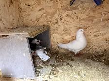 all pigeons for sale - Photo 9