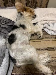 Daytime or overnight care for your pet