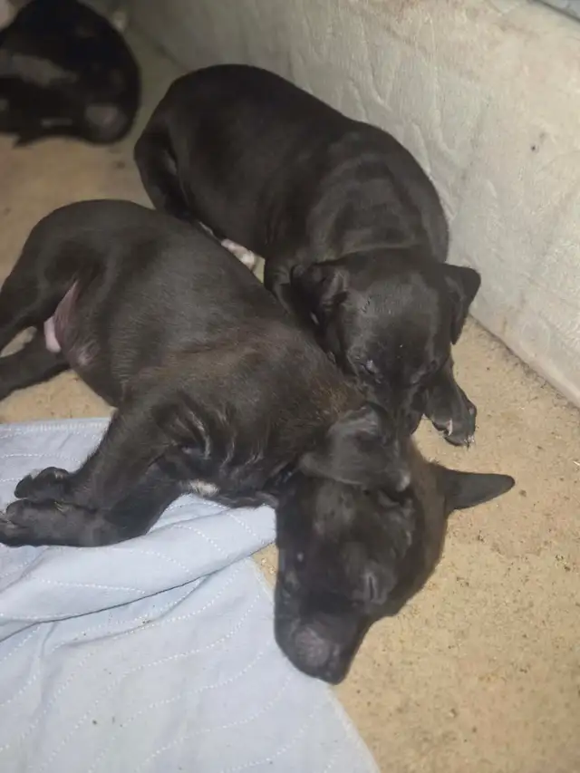 PUPPY ALERT: 4 Sweet Boys Need Homes ASAP!