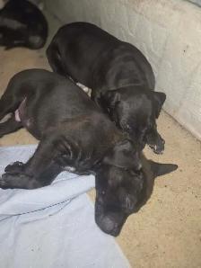 PUPPY ALERT: 4 Sweet Boys Need Homes ASAP!