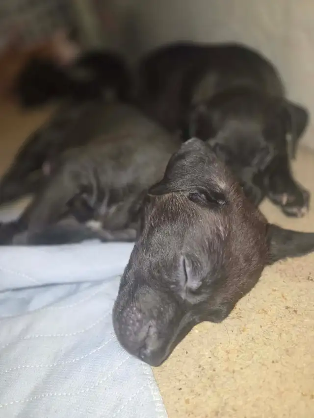 PUPPY ALERT: 4 Sweet Boys Need Homes ASAP! - Photo 2