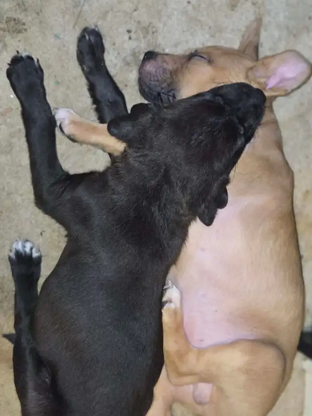 PUPPY ALERT: 4 Sweet Boys Need Homes ASAP! - Photo 3