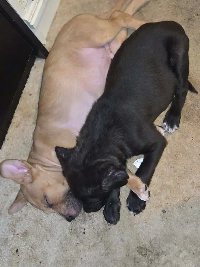 PUPPY ALERT: 4 Sweet Boys Need Homes ASAP! - Photo 4