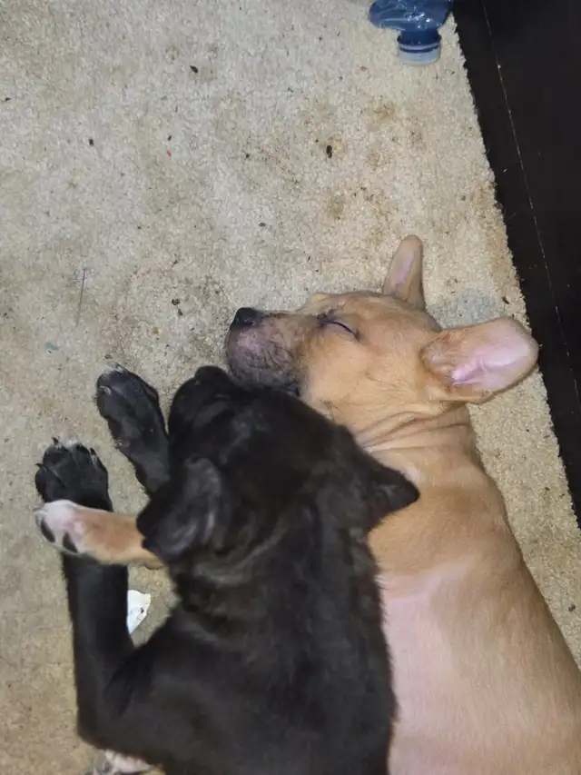 PUPPY ALERT: 4 Sweet Boys Need Homes ASAP! - Photo 5