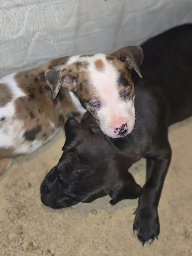 PUPPY ALERT: 4 Sweet Boys Need Homes ASAP! - Photo 6