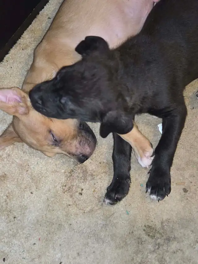 PUPPY ALERT: 4 Sweet Boys Need Homes ASAP! - Photo 7