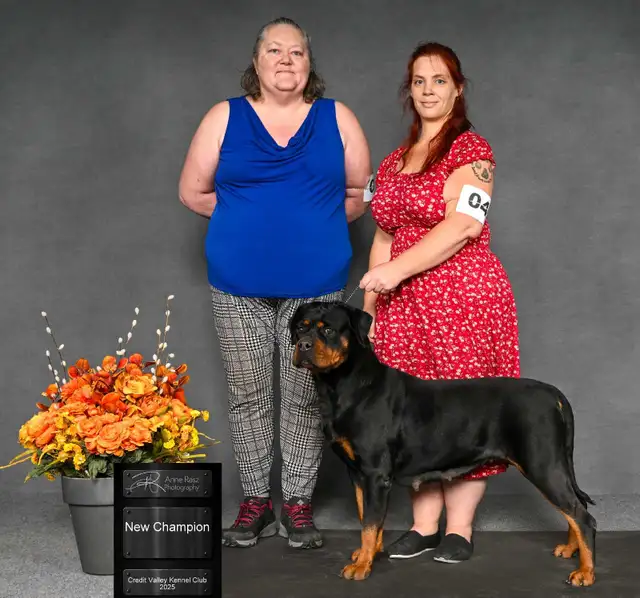 CKC Registered Rottweiler Puppies