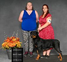 CKC Registered Rottweiler Puppies