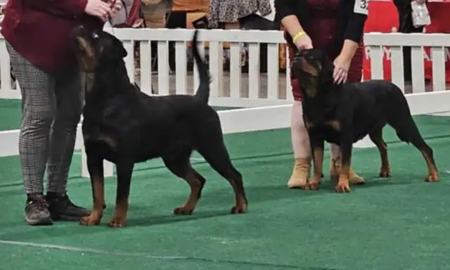 CKC Registered Rottweiler Puppies - Photo 2