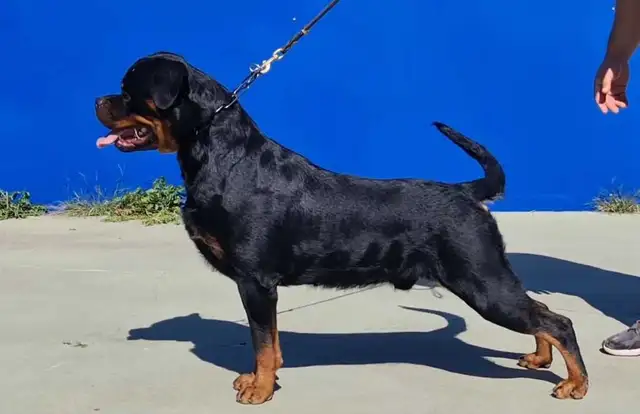 CKC Registered Rottweiler Puppies - Photo 3