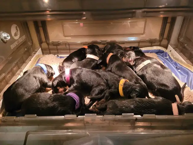 CKC Registered Rottweiler Puppies - Photo 5