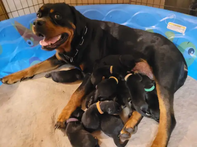 CKC Registered Rottweiler Puppies - Photo 6