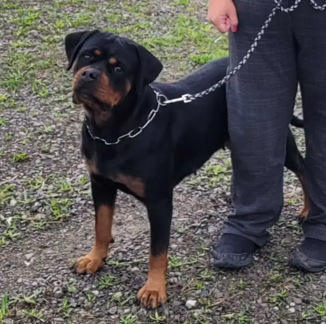 CKC Registered Rottweiler Puppies - Photo 7