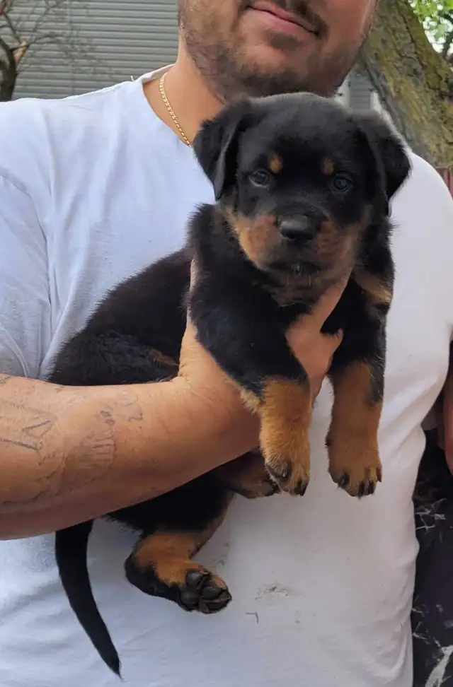 CKC Registered Rottweiler Puppies - Photo 8