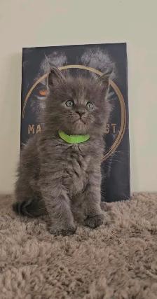 Purebred Maine Coon Kittens