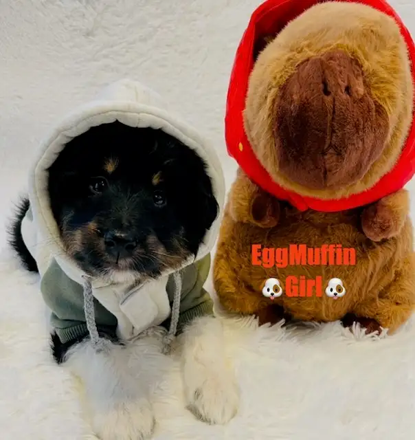 Miniature Aussiedoodle puppies One Girl Left