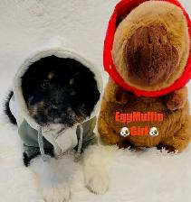 Miniature Aussiedoodle puppies One Girl Left