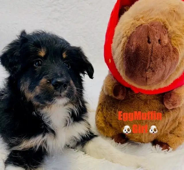 Miniature Aussiedoodle puppies One Girl Left - Photo 2