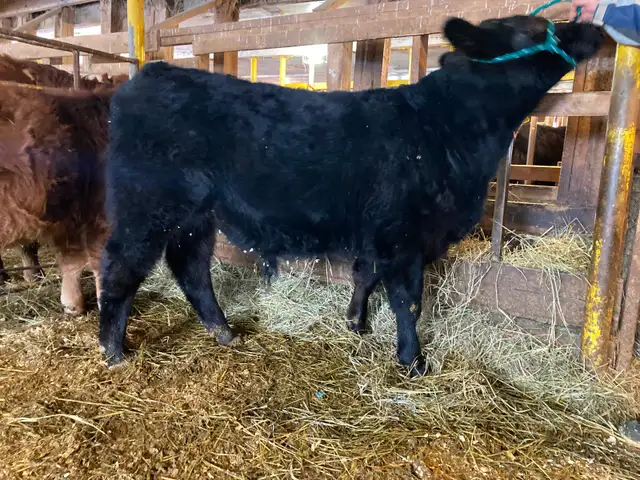 Angus Reg Bull Calf