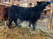 Angus Reg Bull Calf