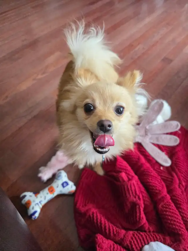 Pomeranian chiwawa mix. Good with kids and other dogs.