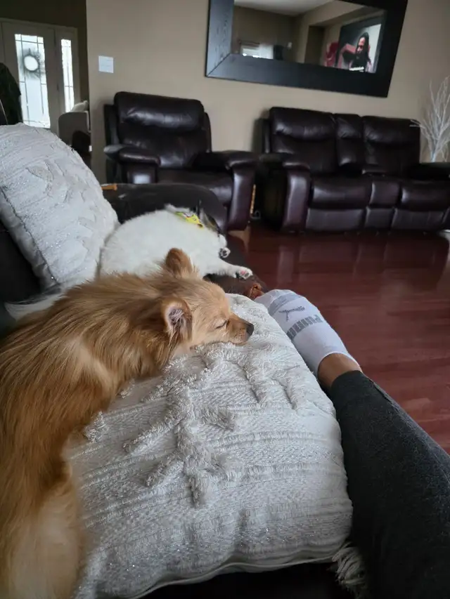 Pomeranian chiwawa mix. Good with kids and other dogs. - Photo 2