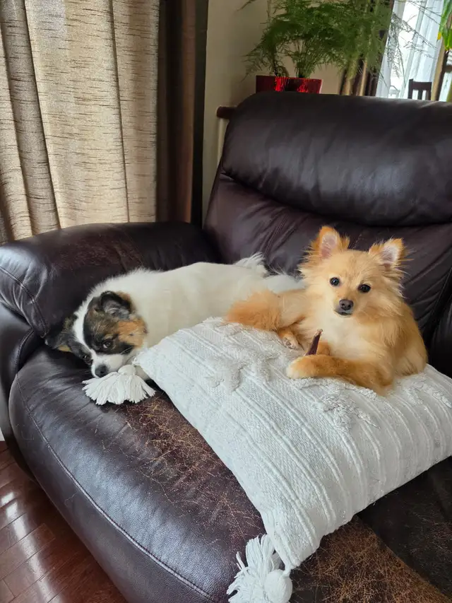 Pomeranian chiwawa mix. Good with kids and other dogs. - Photo 3