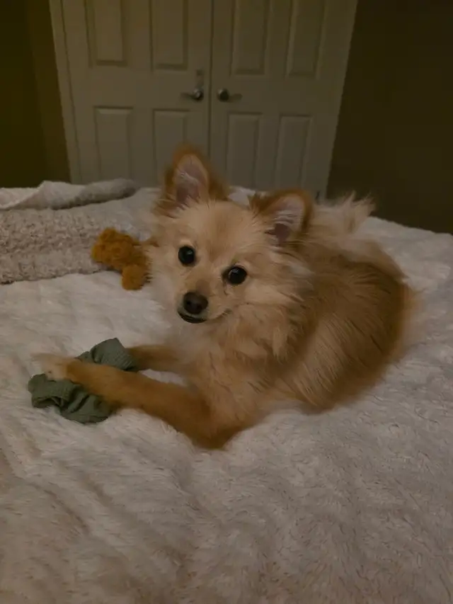 Pomeranian chiwawa mix. Good with kids and other dogs. - Photo 4