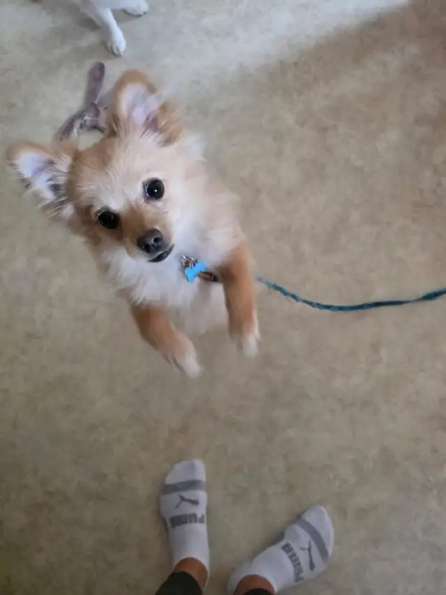 Pomeranian chiwawa mix. Good with kids and other dogs. - Photo 5